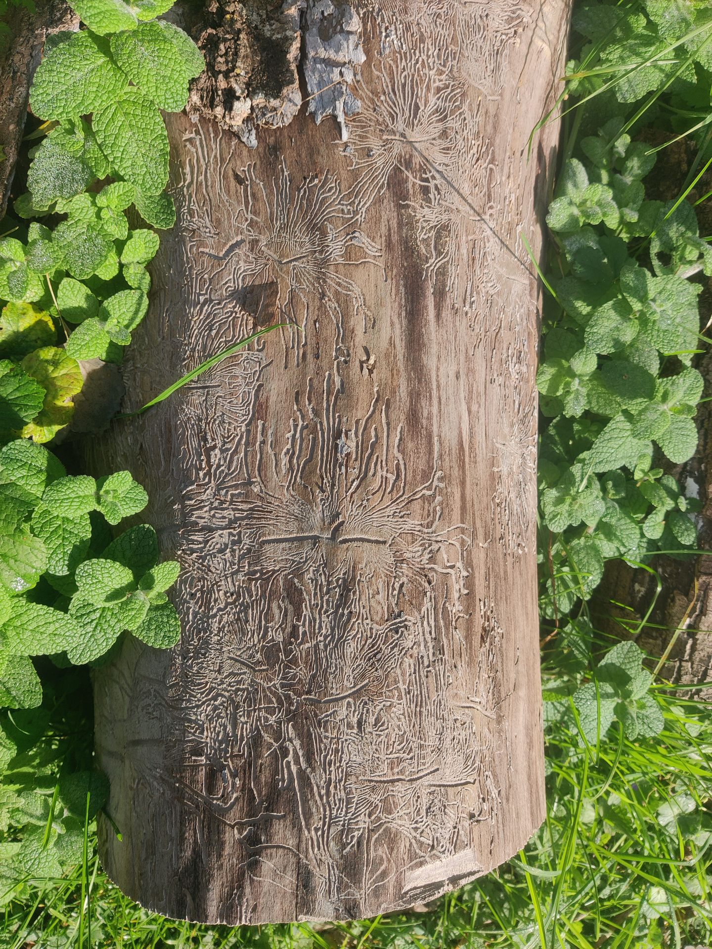 motif naturels 
